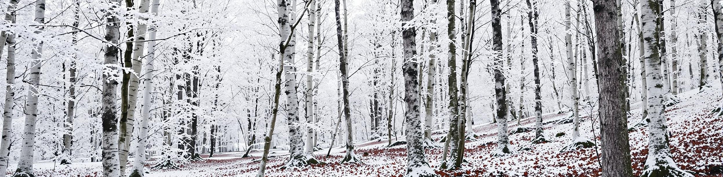 White Forest Background